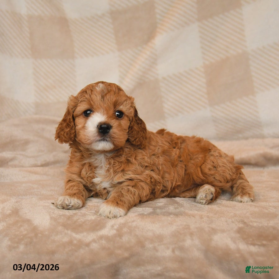 Cockapoo dogs Cherish - Ad 2