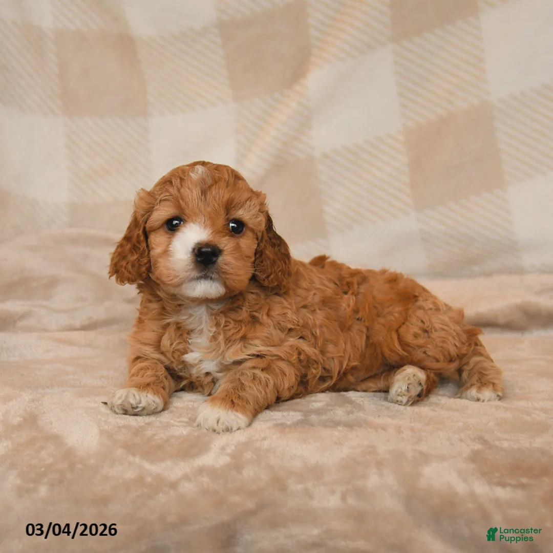 Cockapoo dogs for sale: Cherish - Ad 2