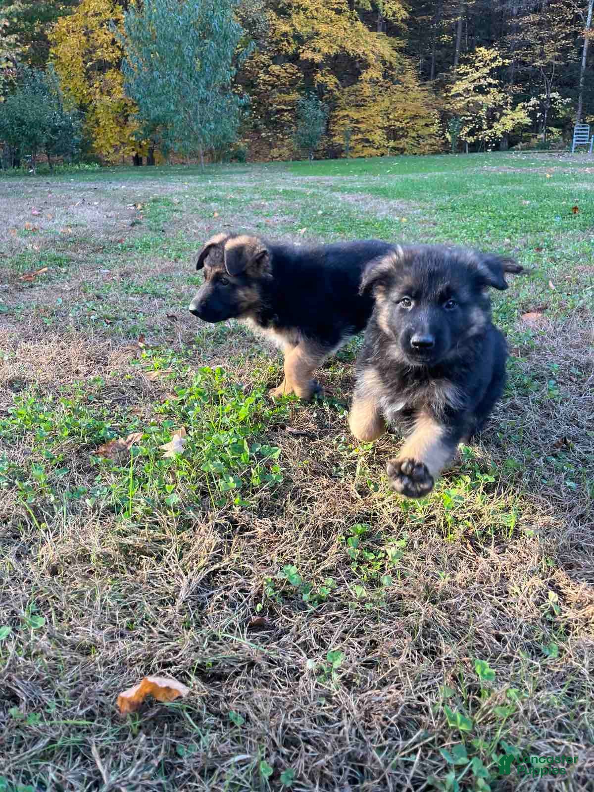 German Shepherd dogs for sale: Gerda - Ad 3