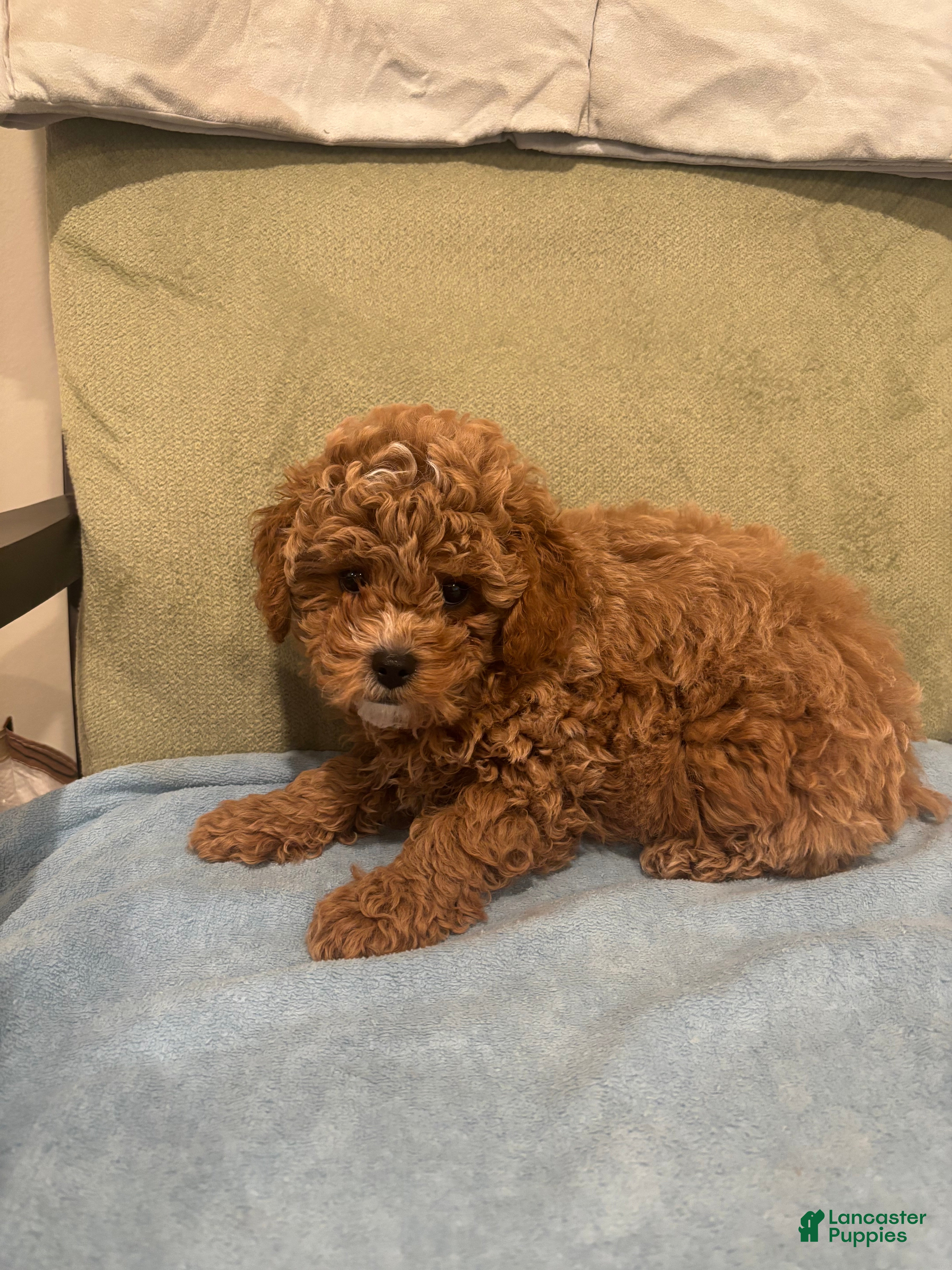 Maltipoo dogs Simba  - Ad 2