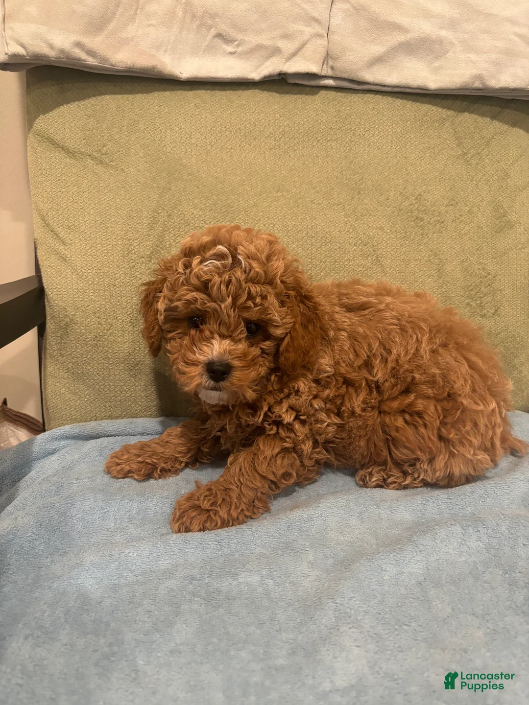 Maltipoo dogs for sale: Simba  - Ad 2