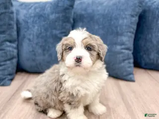 Mini Bernedoodle dogs Bentley - Ad 4