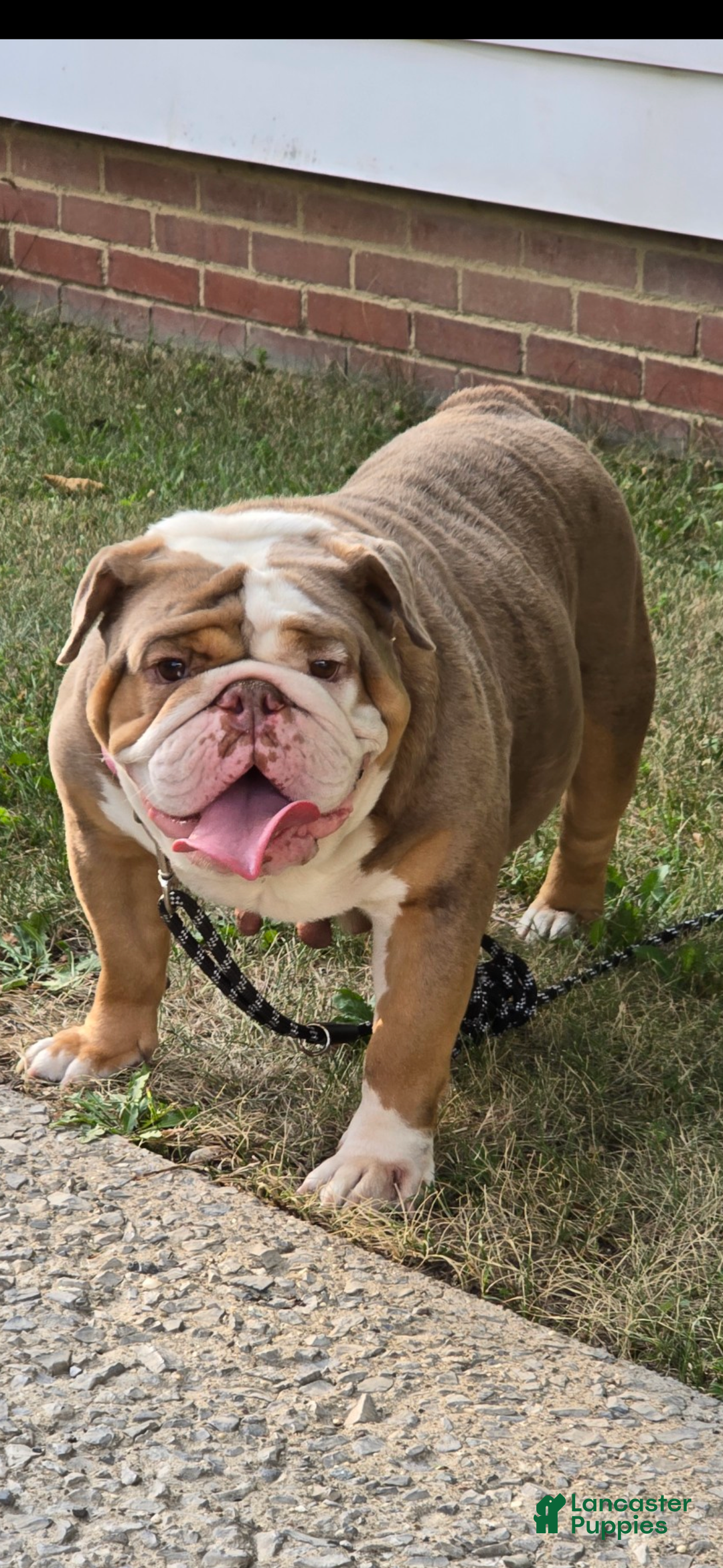 English Bulldog dogs for sale: Chloe - Ad 15