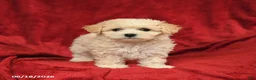Maltipoo dogs for sale: Mariachi - Ad 3