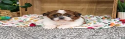 Shih Tzu dogs for sale: Fancy - Ad 4