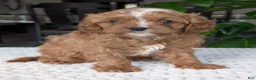 Cavapoo dogs for sale: Myles - Ad 12