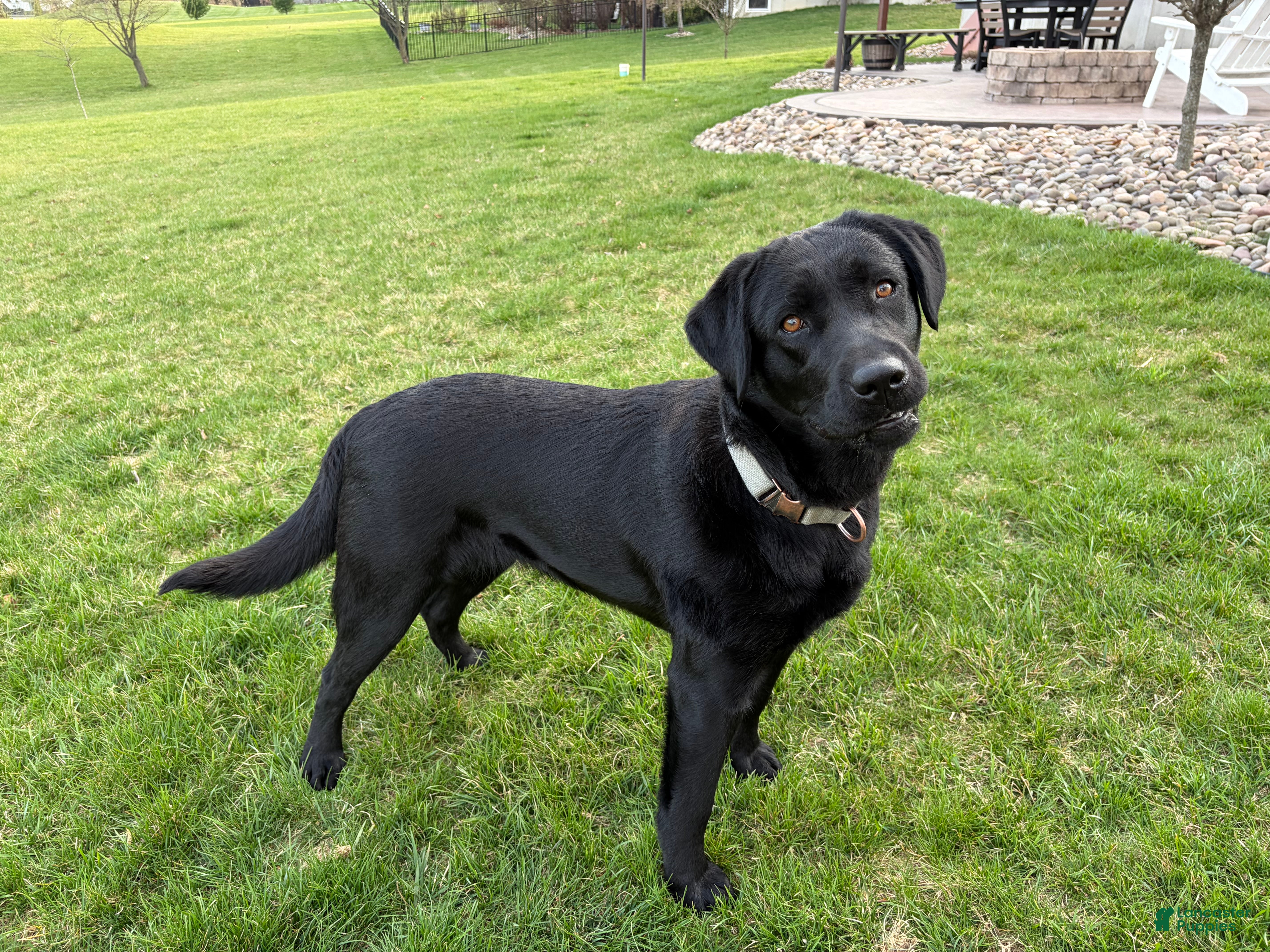 Labrador Retriever dogs Ember - Ad 1