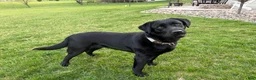 Labrador Retriever dogs for sale: Ember - Ad 1
