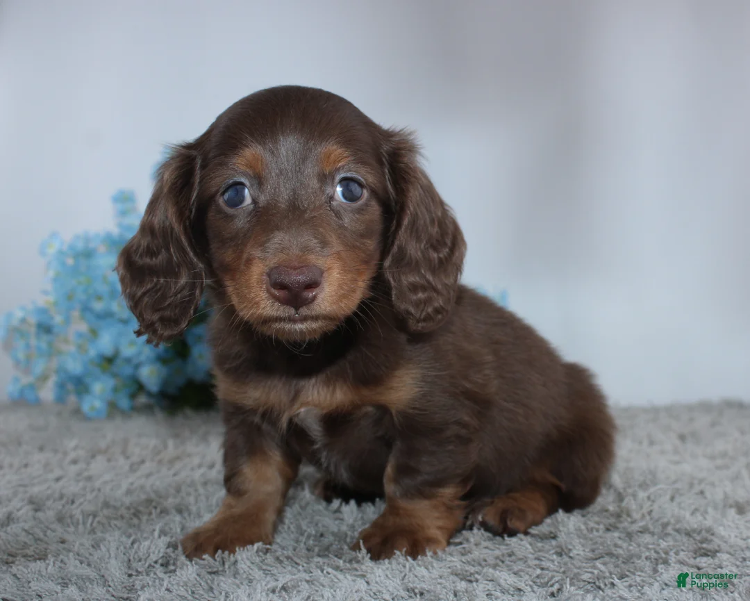 Miniature Dachshund dogs for sale: Logan - Ad 1