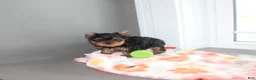 Yorkshire Terrier dogs for sale: Pansy - Ad 3