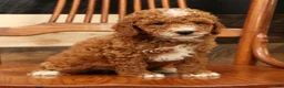 Miniature Poodle dogs for sale: Alex - Ad 8