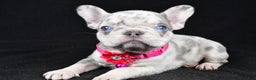 French Bulldog dogs for sale: Krissey - Ad 2