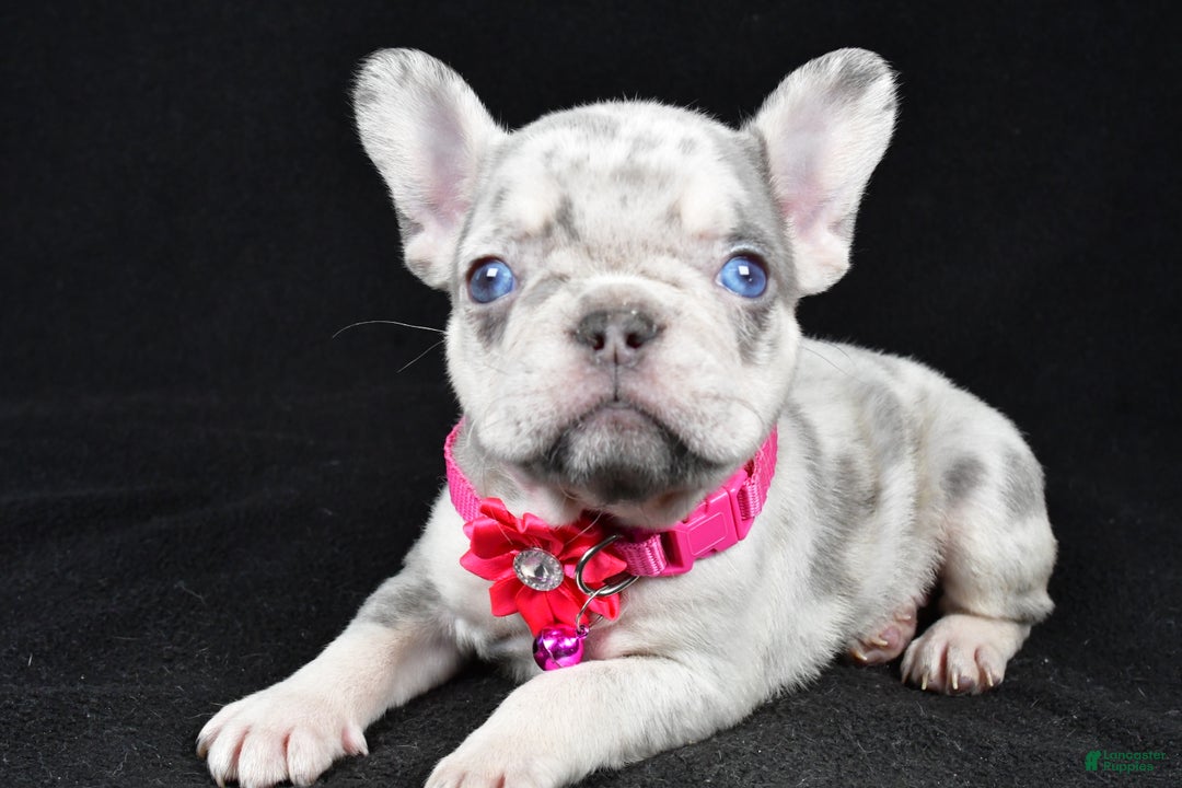 French Bulldog dogs for sale: Krissey - Ad 2