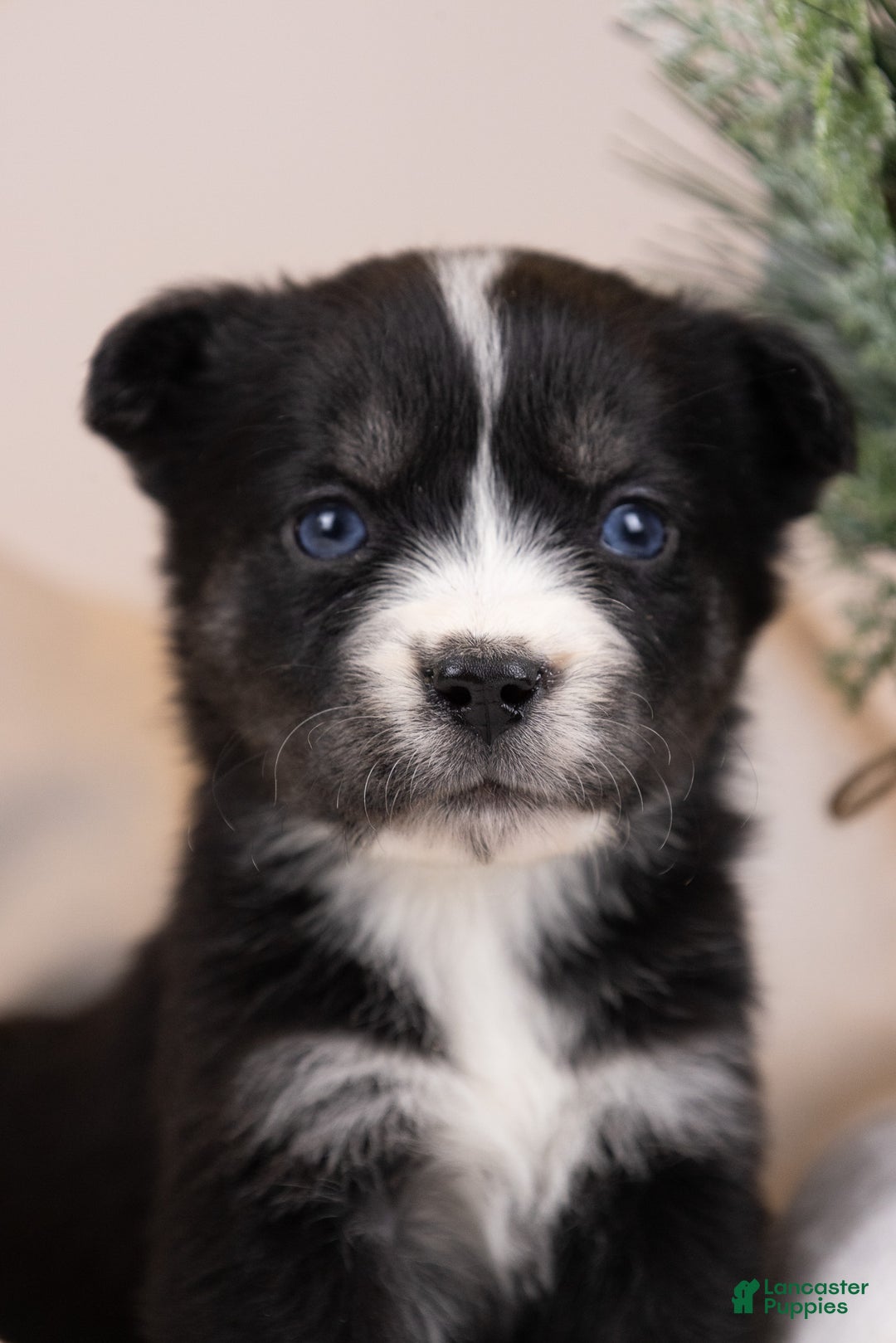 Goberian dogs for sale: Baby - Ad 5