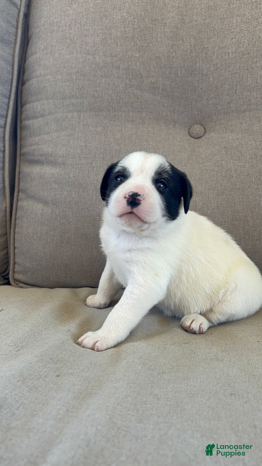 Mixed Breed dogs for sale: Mixed Breed Puppy 4 - Ad 8