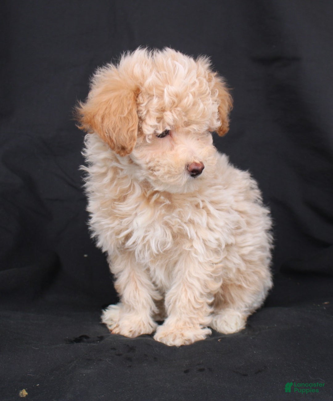 Bichpoo dogs for sale: Prince - Ad 4