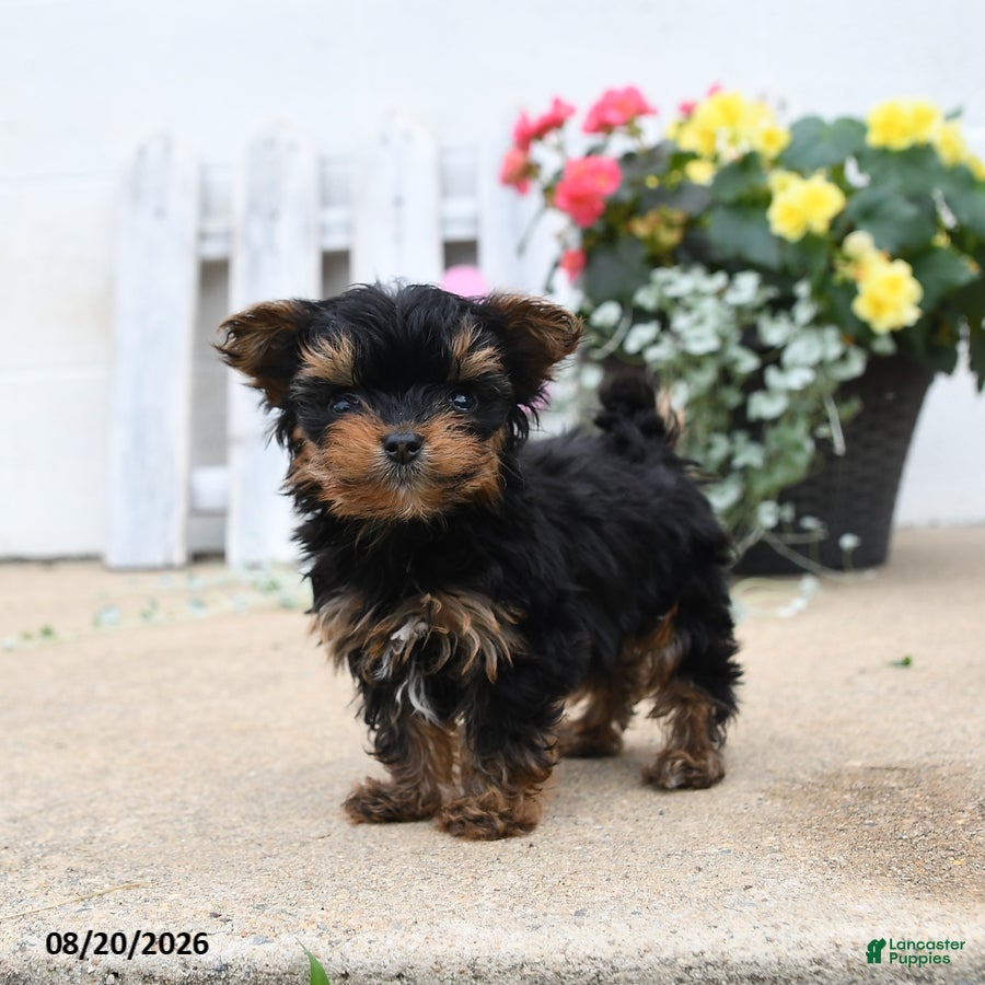 Yorkiepoo dogs Brianna - Ad 1