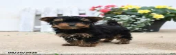 Yorkiepoo dogs for sale: Brianna - Ad 1