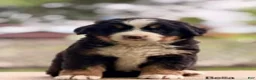 Bernese Mountain Dog dogs for sale: Bella - Ad 1