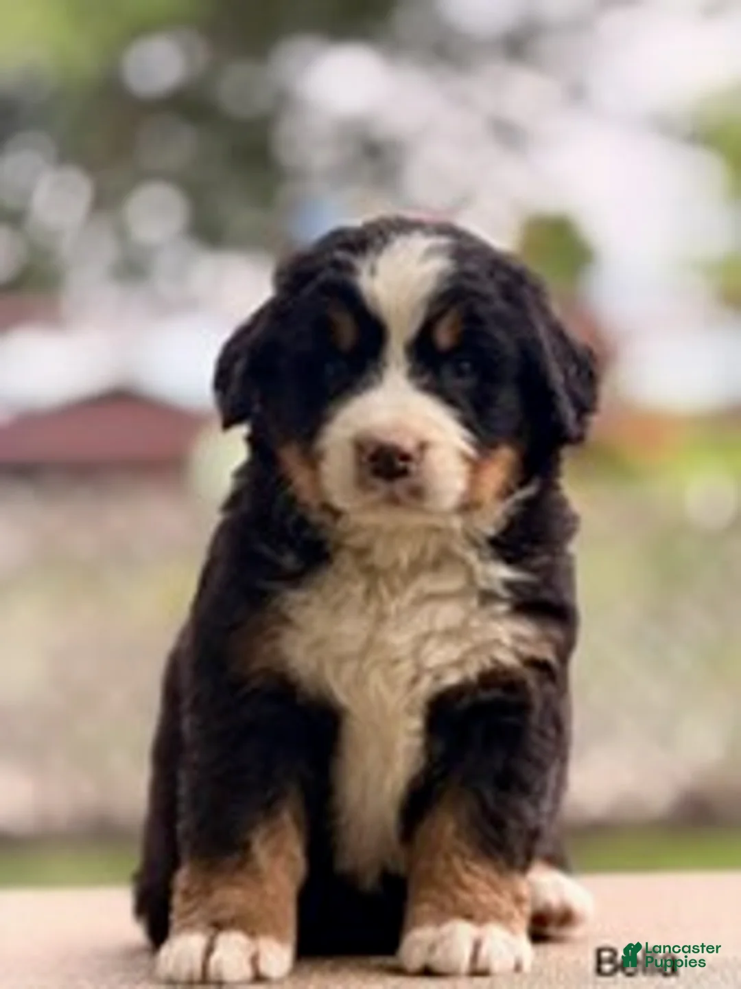 Bernese Mountain Dog dogs for sale: Bella - Ad 1
