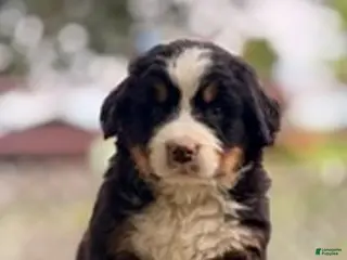 Bernese Mountain Dog dogs Bella - Ad 39