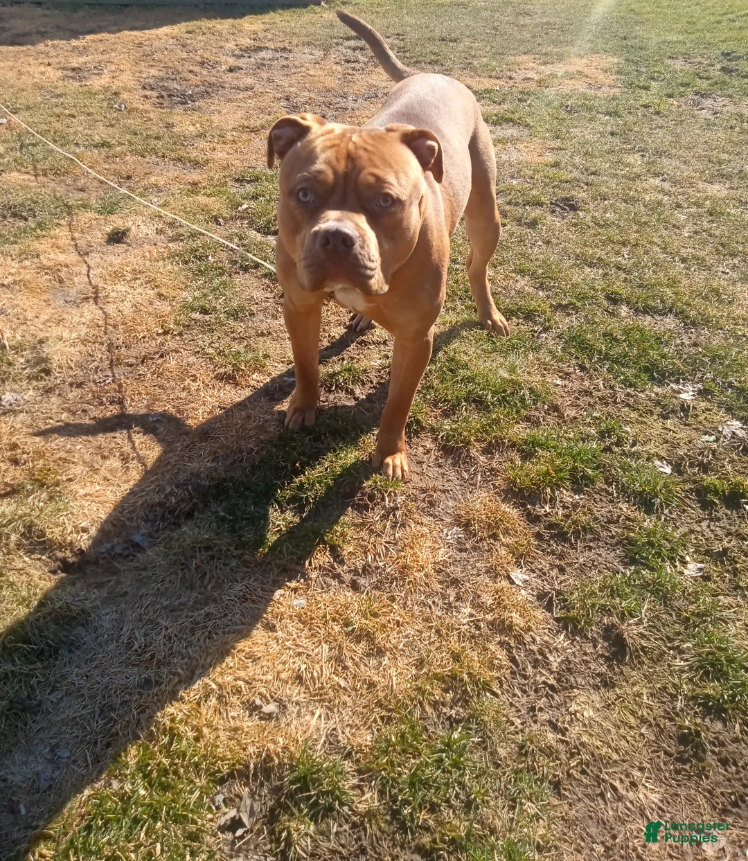 Gallery Image {{count}}