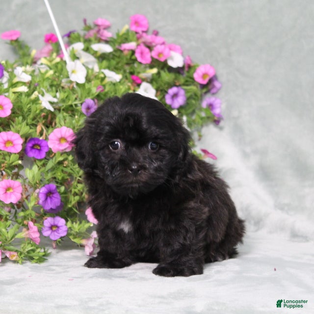 Teddy Bear dogs BJs Edward - Ad 2