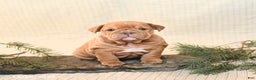 English Bulldog dogs for sale: Carmel - Ad 1