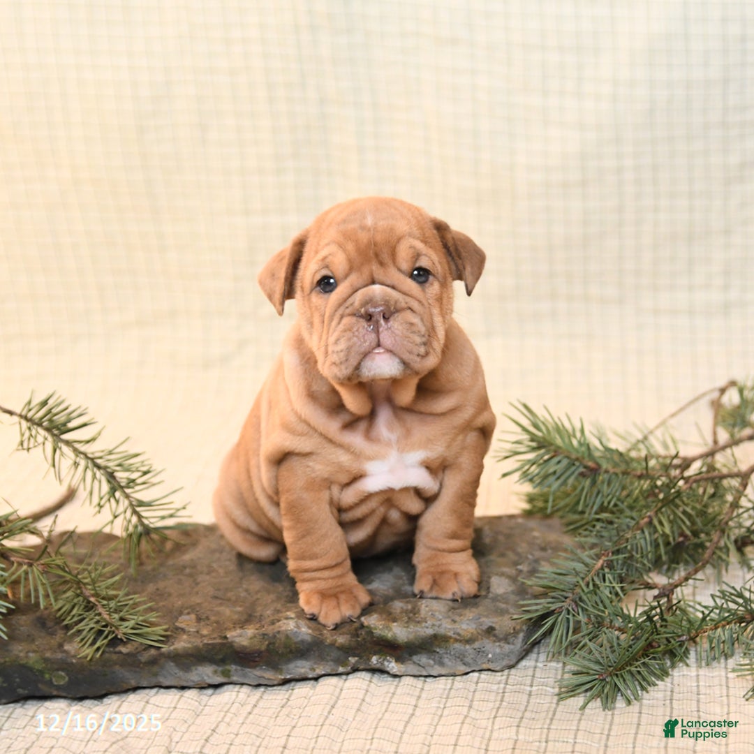 English Bulldog dogs for sale: Carmel - Ad 1