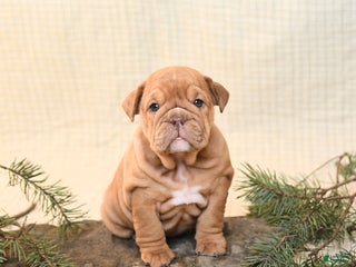 English Bulldog dogs Carmel - Ad 18