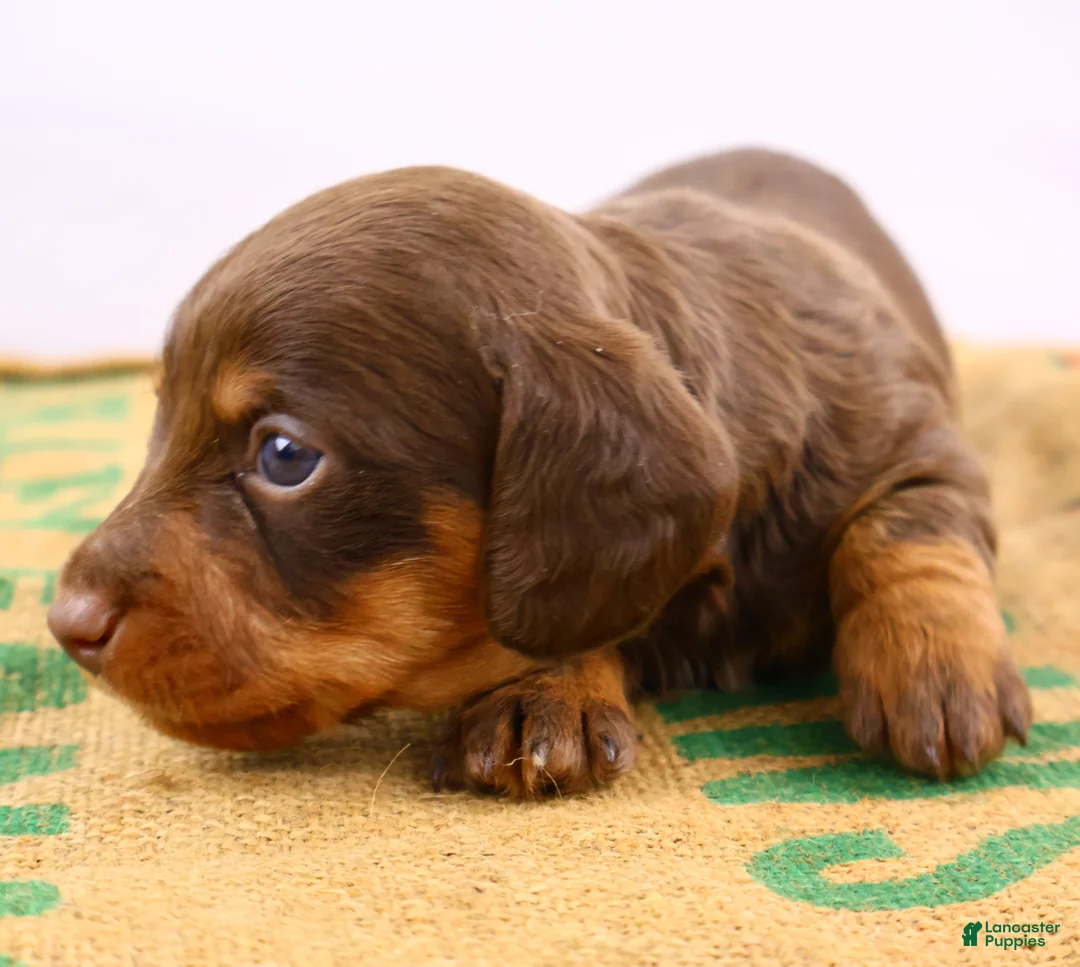 Dachshund dogs for sale: Rollo - Ad 3
