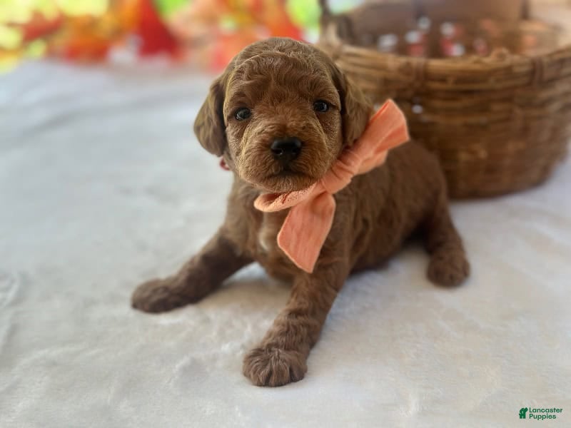 Mini Goldendoodle dogs for sale: Reggie - Ad 2