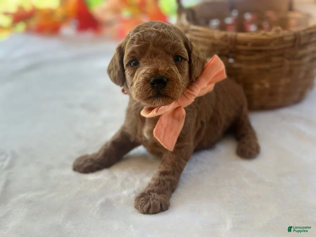 Mini Goldendoodle dogs for sale: Reggie - Ad 1