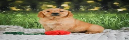 Golden Retriever dogs for sale: Sadie - Ad 4
