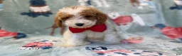 Miniature Poodle dogs for sale: Tater - Ad 10