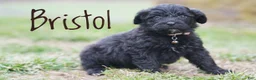 Portuguese Water Dog dogs for sale: Bristol - Ad 4