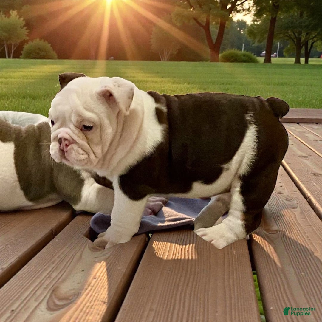 English Bulldog dogs for sale: Willow  - Ad 1