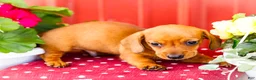 Miniature Dachshund dogs for sale: Ruben - Ad 8
