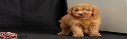 Mini Goldendoodle dogs for sale: Danny - Ad 3