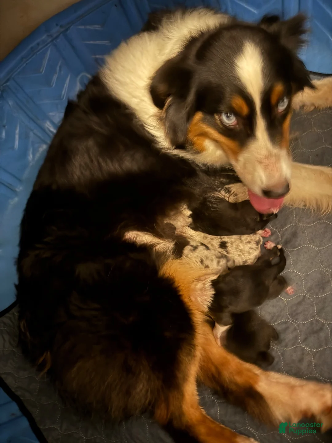 Australian Shepherd dogs for sale: Joshua - Ad 5