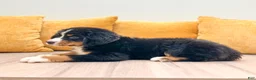 Bernese Mountain Dog dogs for sale: Bella - Ad 5