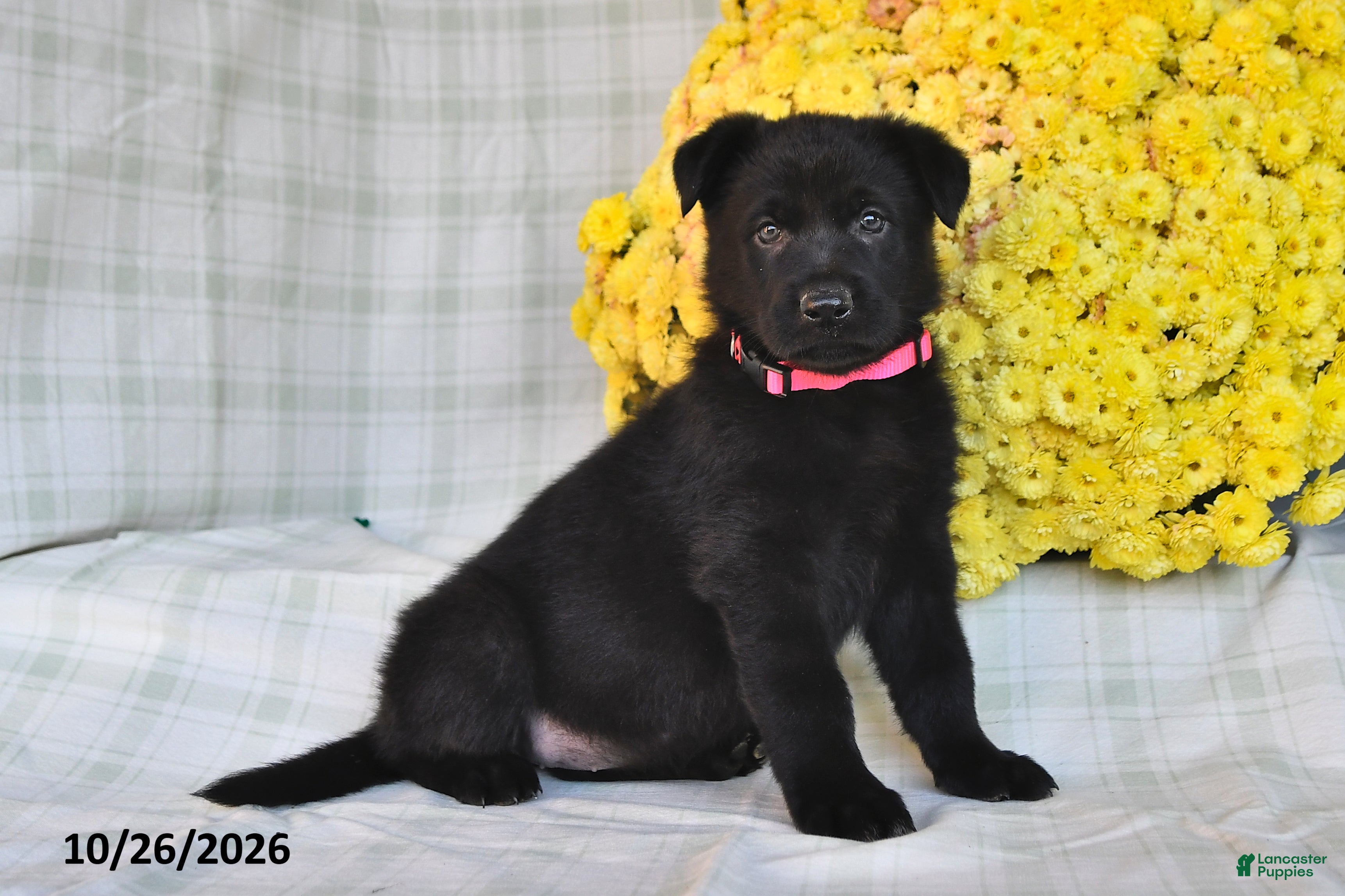 German Shepherd dogs for sale: Omaris - Ad 1
