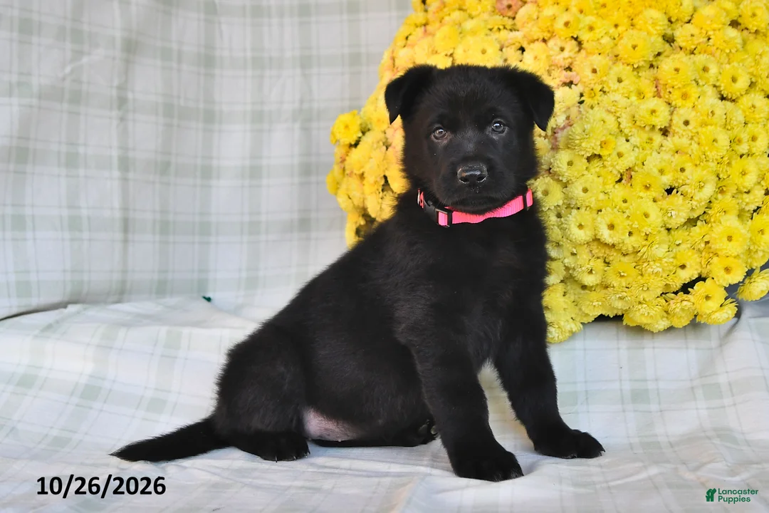 German Shepherd dogs for sale: Omaris - Ad 1
