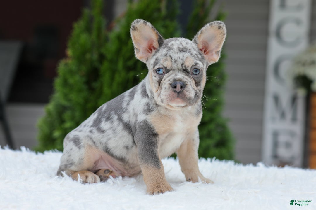 French Bulldog Puppies for sale Lancaster Puppies