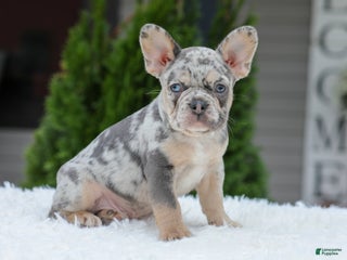 French Bulldog dogs Quinton - Ad 30