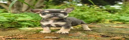 French Bulldog dogs for sale: Meg - Ad 2