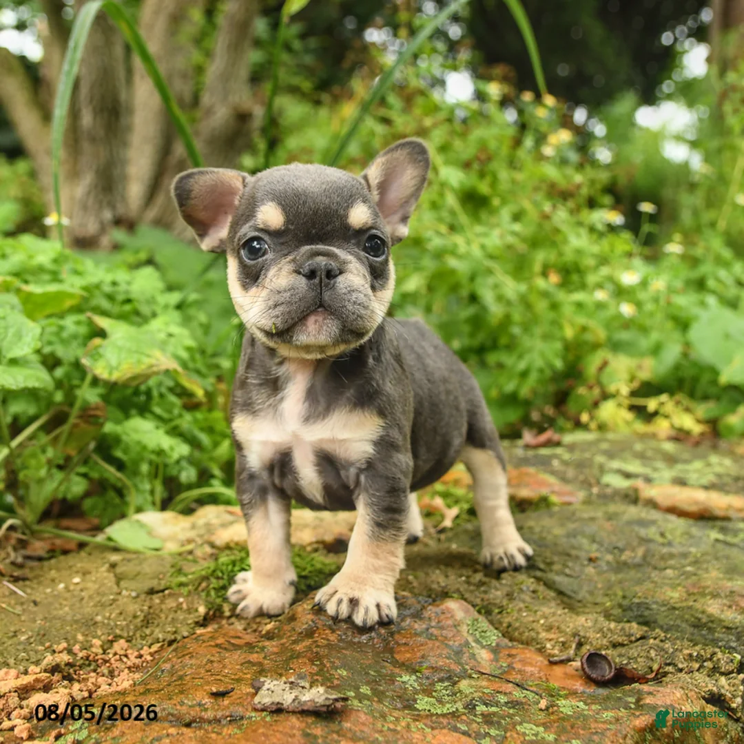 French Bulldog dogs for sale: Meg - Ad 2