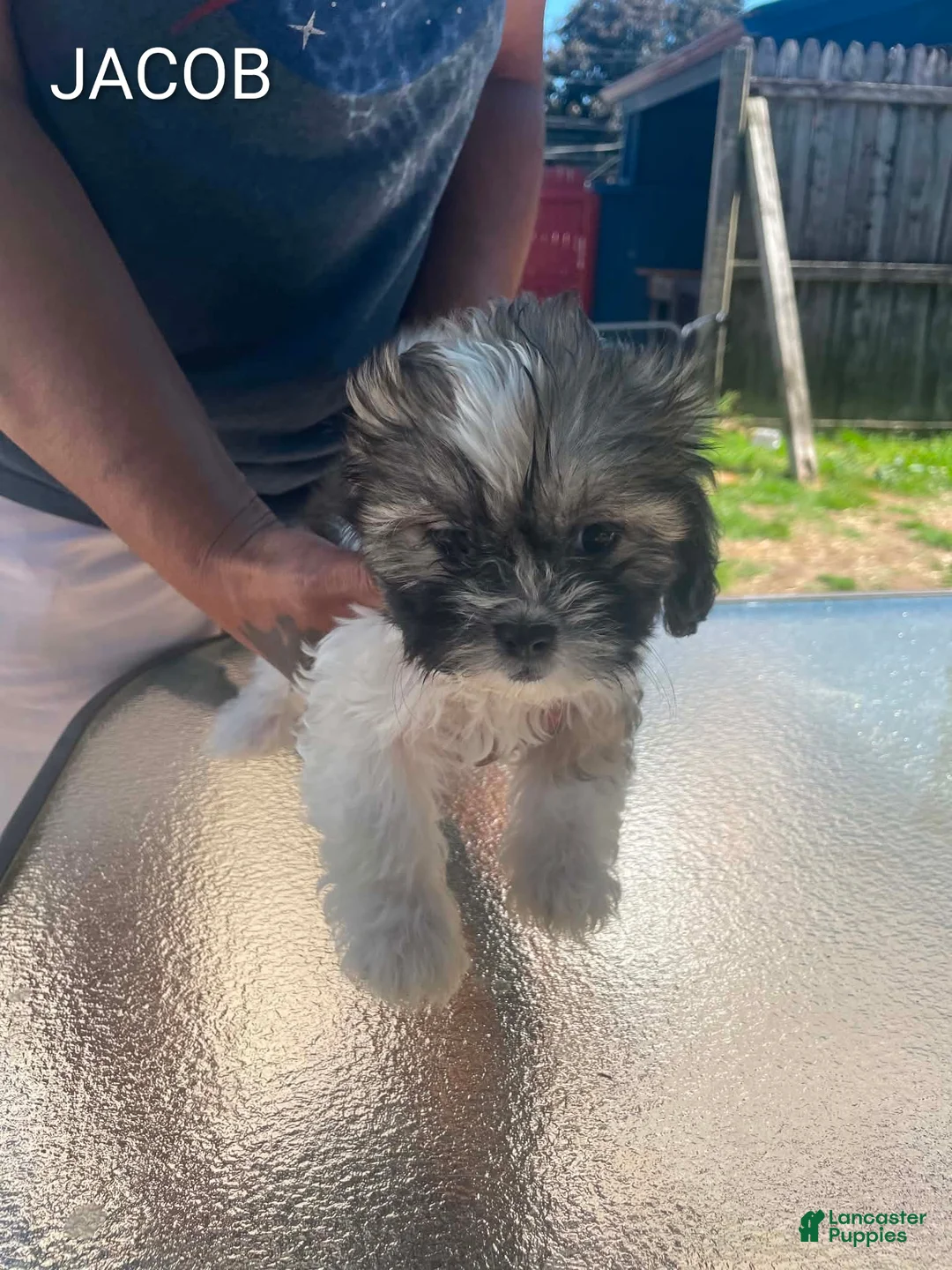 Shih Tzu dogs for sale: Shih Tzu 1 - Ad 1
