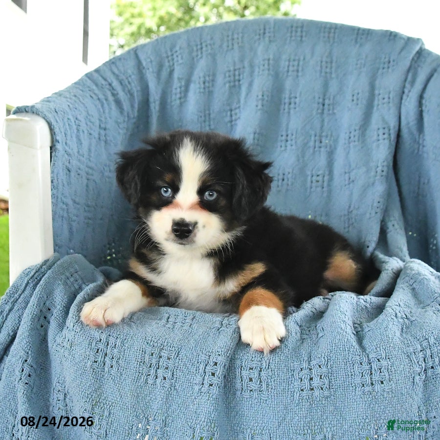 Miniature Australian Shepherd dogs Blue Boy - Ad 2