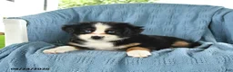 Miniature Australian Shepherd dogs for sale: Blue Boy - Ad 2